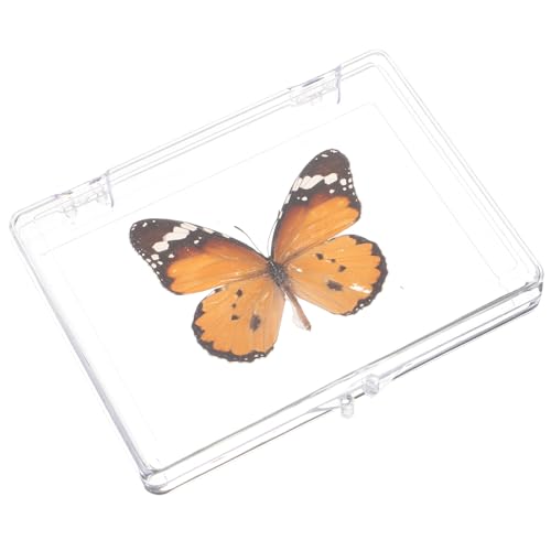 iplusmile 5St Schmetterlings-Exemplar Desktop-Dekoration für den Haushalt Ausstellungsexemplar insektenbox insekten box Ornament Spielzeuge Exemplar zum Aufhängen an der Wand Musterhandwerk von iplusmile