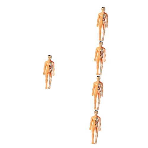 iplusmile 5St menschliches Organmodell anatomisches Montagemodell anatomischer Oberkörper menschlicher körper sportgel Rätsel Spielzeug Modell des menschlichen Körpers für Kinder Suite von iplusmile