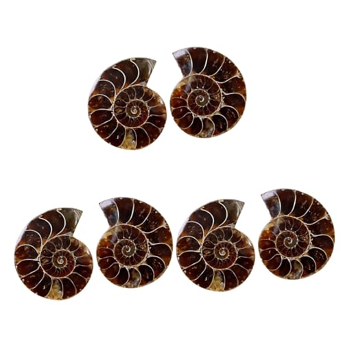 iplusmile 6 Stk Ammonit- -Marke Muschelexemplar Requisiten für den Paläontologieunterricht Laborversorgung Ammonit Spielzeug fossilien kinder bürodeko Tischschmuck Ammonitenschmuck von iplusmile