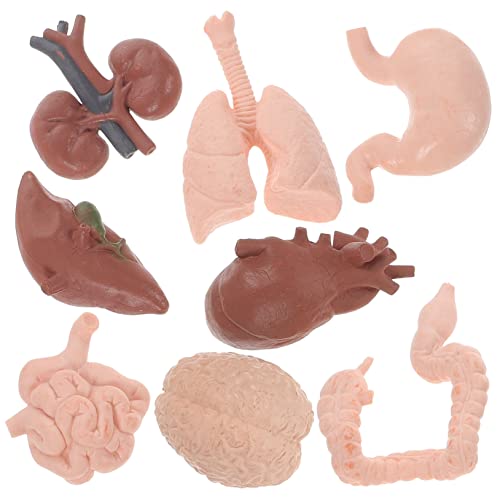 iplusmile 8St menschliches Organmodell Modell der Organe Männchen Werkzeug Babyspielzeug Unterrichtshilfen für Ärzte realistisches Orgelmodell Körper Lehrmittel einstellen Requisiten 3d von iplusmile