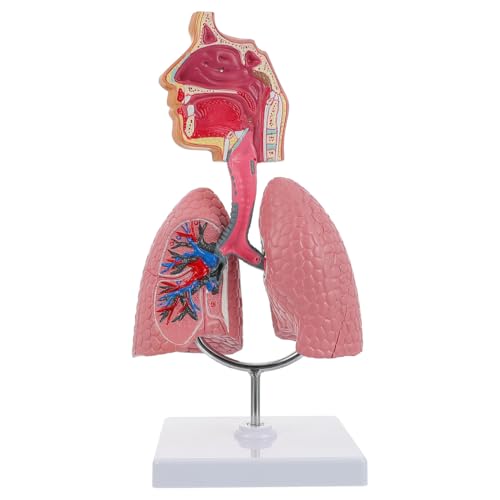 iplusmile Human Body Model, Atemwege Lunge Modell, Medizinische Atemwege Lunge Modell Anatomie Modell Lehre Werkzeug Vorschule Ausbildung Display iplusmile Human Body Model, Atemwege Lunge Modell, Medizinische Atemwege Lunge Modell Anatomie Modell Lehre Werkzeug Vorschule Ausbildung Display von iplusmile