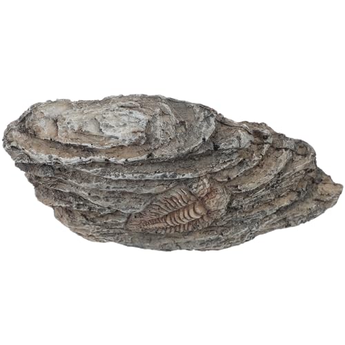 iplusmile Fossiles Exemplar Trilobiten-fossilienmodell Trilobiten-fossildekoration Paläontologisches Authentisches Trilobitenfossil Modelle Container Kind Harz Wüste von iplusmile