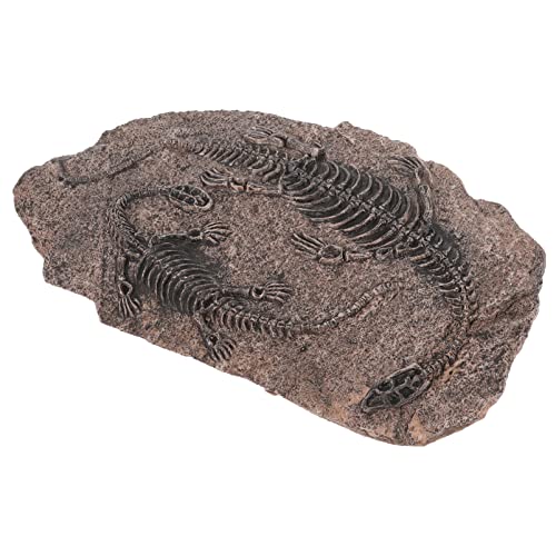iplusmile Dinosaurier- Zum Aufhängen An Der Wand Echtes Dinosaurierskelett Pädagogisches Geschenk Fossilien-Modell -Statue Dino-Knochen Tier Harz Schädel von iplusmile