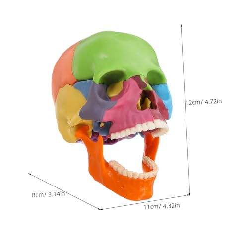 iplusmile Farbiges Abnehmbares Schädelmodell für und Physiologie Lernen Detaillierte Anatomische Darstellung Pädagogisches Modell für Studium und Unterricht iplusmile Farbiges Abnehmbares Schädelmodell für und Physiologie Lernen Detaillierte Anatomische Darstellung Pädagogisches Modell für Studium und Unterricht von iplusmile