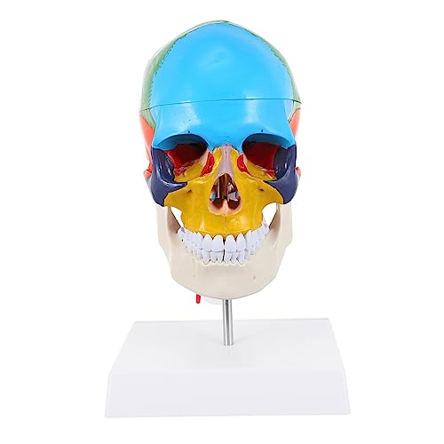 iplusmile Farbiges Schädelmodell schaufensterpuppe loses menschliches Schädelmodell Unterrichten des menschlichen Schädelmodells medizinisches anatomisches Schädelmodell PVC iplusmile Farbiges Schädelmodell schaufensterpuppe loses menschliches Schädelmodell Unterrichten des menschlichen Schädelmodells medizinisches anatomisches Schädelmodell PVC von iplusmile