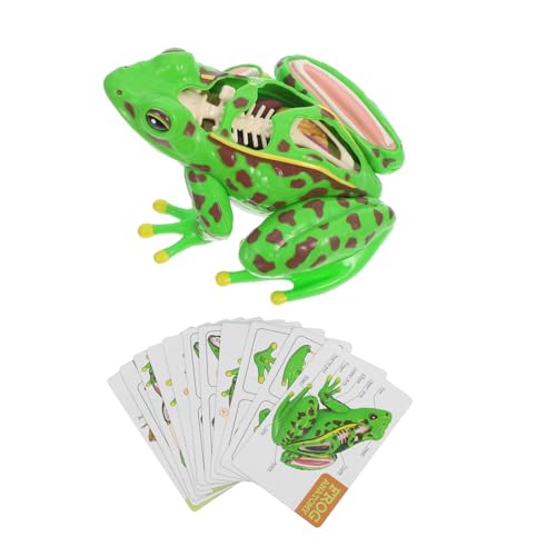 iplusmile Frosch-modell Sezierset Für Frosch-puzzle Froschmodell Stimulationsfrosch Realistischer Frosch Anatomie-puzzle Für Spielzeugfrosch Frosch Green Plastik von iplusmile