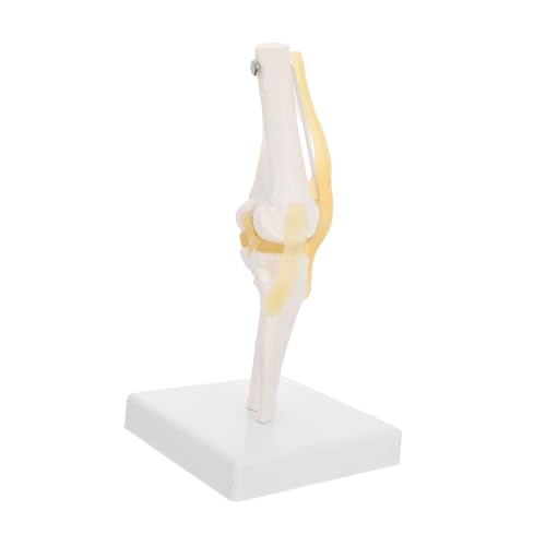 iplusmile Modell Des Menschlichen Kniegelenks Lehrmittel Pvc-kunststoff Patientenaufklärung Detaillierte Untersuchung Der Bänder iplusmile Modell Des Menschlichen Kniegelenks Lehrmittel Pvc-kunststoff Patientenaufklärung Detaillierte Untersuchung Der Bänder von iplusmile