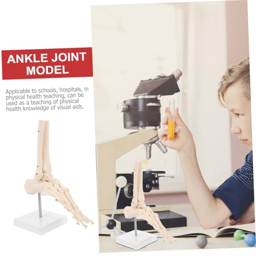 iplusmile Hochwertigem PVC Anatomisches Sprunggelenkmodell mit Beweglichen Gelenken Medizinisches Lehrmittel für Ärzte Studenten Pflegepersonal iplusmile Hochwertigem PVC Anatomisches Sprunggelenkmodell mit Beweglichen Gelenken Medizinisches Lehrmittel für Ärzte Studenten Pflegepersonal von iplusmile