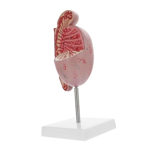 iplusmile Medizinisches Lehrmodell Anatomiemodell Des Menschlichen Organs Dissektion Der Männlichen Fortpflanzungsorgane Robuste Materialien iplusmile Medizinisches Lehrmodell Anatomiemodell Des Menschlichen Organs Dissektion Der Männlichen Fortpflanzungsorgane Robuste Materialien von iplusmile
