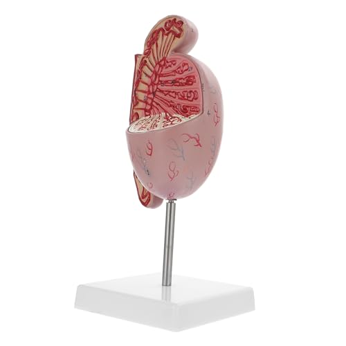iplusmile Hodenmodell leichter lernen Gesundheitsausbildung schaufensterpuppe Modelle Modell menschlicher Organe anatomisches Modell -Modell menschlicher Körper Requisiten Dissektor PVC von iplusmile