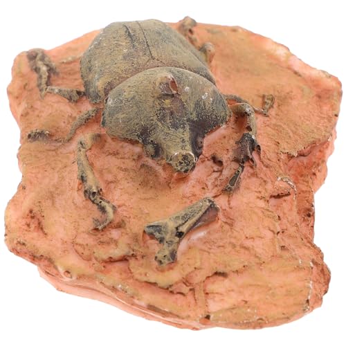 iplusmile Fossiles Exemplar Zur Dekoration Paläontologisches Fossiliensammlung Zum Sammeln Paläoin- Entomologie-set Wüste Reptilienkiste Kind von iplusmile