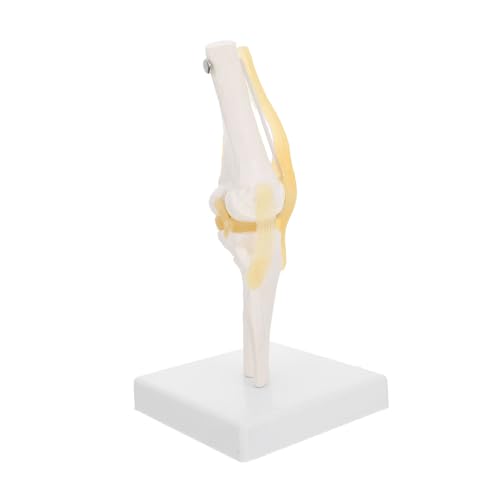 iplusmile Kniemodell Menschliches Gelenkmodell medizinisches kniegelenkmodell Knie Anatomiemodell Kniegelenk Anatomiemodell Kniegelenkmodell für den Unterricht kniegelenk modell Plastik von iplusmile