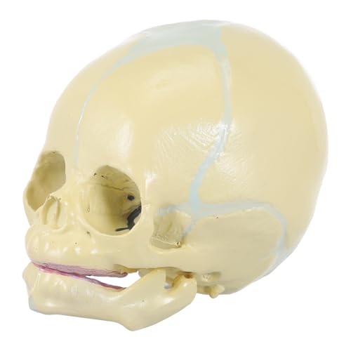 iplusmile Lebensgroßes Kopf Schädelmodell Anatomisches Lernwerkzeug Für Medizinische Studien Fötusschädel Modell Für Bildungszwecke Ideales Hilfsmittel Für Schüler iplusmile Lebensgroßes Kopf Schädelmodell Anatomisches Lernwerkzeug Für Medizinische Studien Fötusschädel Modell Für Bildungszwecke Ideales Hilfsmittel Für Schüler von iplusmile