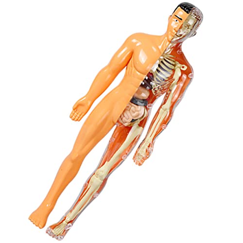 iplusmile Spielzeug Für Jungen Und Mädchen Modell Des Menschlichen Körpers 5–7 Jahre Alt Pädagogisches Wissenschaftsset Anatomie-puzzle Für Jungen Und Mädchen von iplusmile