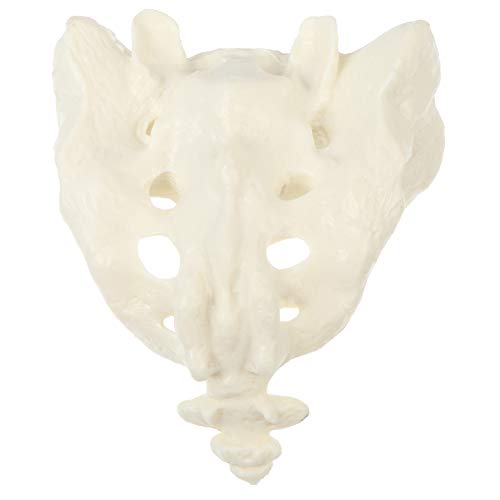 Anatomy Skelett Menschliches Sacrum Anatomisches Modell - Menschlichen Knochen Modell für Schulungsmaterialien Anatomie Medizinische Ausbildung Halloween Anatomy Skelett Menschliches Sacrum Anatomisches Modell - Menschlichen Knochen Modell für Schulungsmaterialien Anatomie Medizinische Ausbildung Halloween von iplusmile