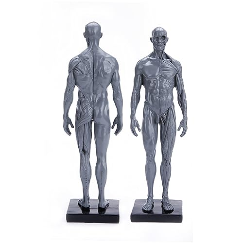 iplusmile Muskelstrukturmodell Modelle Biologie Demonstrationsmodell Männliches Modell Anatomisches Modell Schimmel Menschlicher Körper von iplusmile
