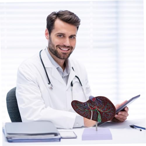 iplusmile Realistisches Medizinisches Anatomiemodell mit Stabilem Sockel Detailgetreues Plastisches Lehrmodell für Humanbiologie Geeignet für Schule Labor und Ausbildung von iplusmile