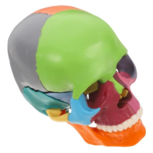 iplusmile Realistisches Menschliches Schädelmodell Mit Abnehmbaren Teilen Für Anatomiestudien Gehirnmodell iplusmile Realistisches Menschliches Schädelmodell Mit Abnehmbaren Teilen Für Anatomiestudien Gehirnmodell von iplusmile