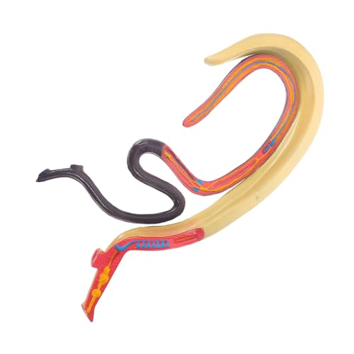 iplusmile Schistosoma-Modell Modell für den Biologieunterricht Schistosoma-Anatomiemodell anatomical model Blutegel Modell Kinderspielzeug Lehrhilfe Modell für die Biologie Tier Ausrüstung von iplusmile