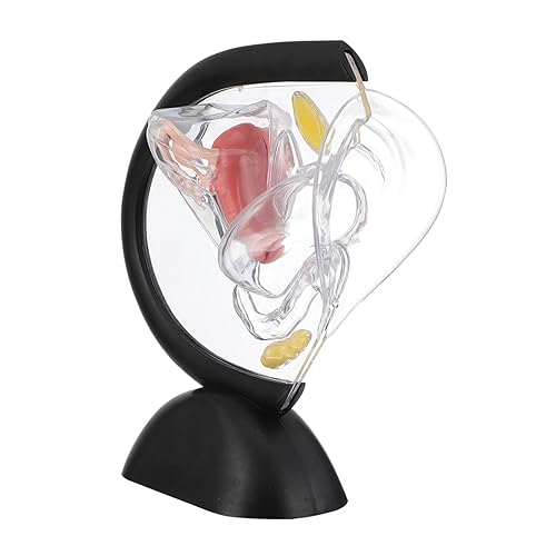iplusmile Transparentes Uterus-Modell transparentes Uterusmodell klares Uterusmodell Gebärmuttermodell PVC-Materialmodell werkzeug Modelle medizinisches Uteruswandmodell Lehrmittel Sichtbar von iplusmile