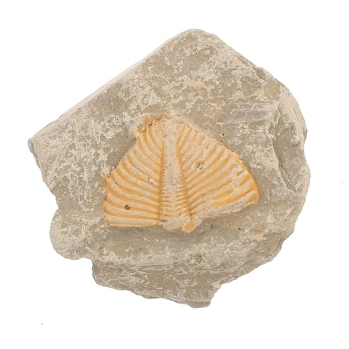 iplusmile Trilobit fossiler Exemplar Trilobiten-Sammlung Trilobit-Probe Exemplare Lehre iplusmile Trilobit fossiler Exemplar Trilobiten-Sammlung Trilobit-Probe Exemplare Lehre von iplusmile