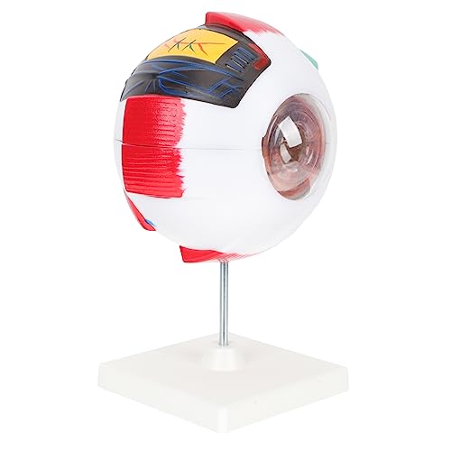 iplusmile Augen Anatomisches Modell Fach Vergrößertes Abnehmbares Menschliches Augapfelmodell Für Unterricht Für Anatomische Demonstrationen Und Physiologische Erklärungen iplusmile Augen Anatomisches Modell Fach Vergrößertes Abnehmbares Menschliches Augapfelmodell Für Unterricht Für Anatomische Demonstrationen Und Physiologische Erklärungen von iplusmile