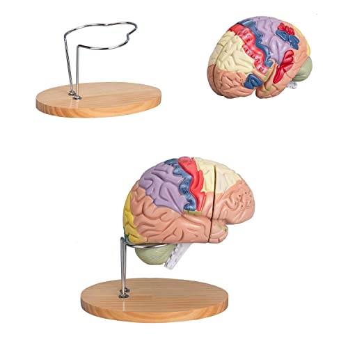 Bildungsmodell, 4-teiliges menschliches Gehirn, anatomisches Modell, farbcodiert, 2-Wege-Lebensgröße, Gehirnmodell, neun Regionen, professionell des Gehirns für die Neurowissenschaft von iumLeap