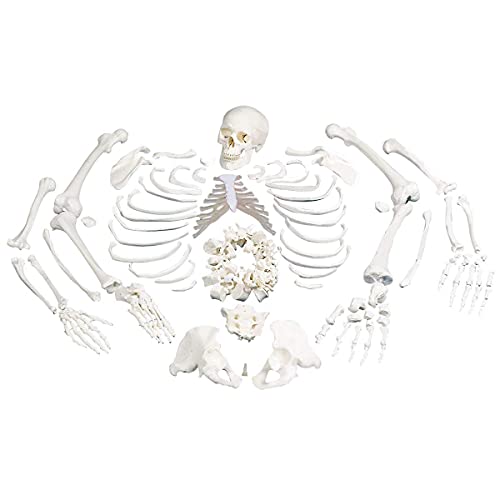 Bildungsmodell, menschliches Skelett, 219 Teile, verstreutes Knochenmodell von 170 cm, männliches Skelett-Exemplar für die Wissenschaft, menschlicher Körper, Ganzkörperknochen (170 cm) von iumLeap