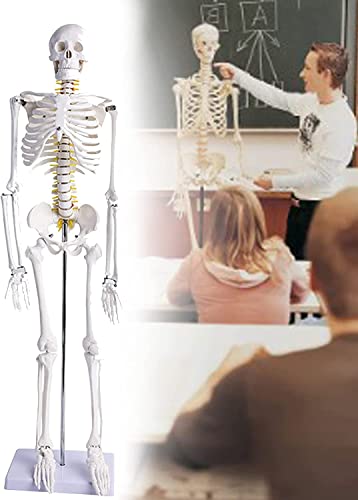 Bildungsmodell, menschliches Skelett, Bildungsmodell, 85 cm, anatomisches Modell mit Totenkopf und Wirbelsäule, für Medizinstudenten, abnehmbares medizinisches Lernwerkzeug für die menschliche von iumLeap