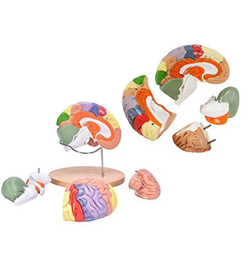 Menschliches Gehirnmodell mit Etiketten für den Unterricht der Neurowissenschaft, 2-fache Gefäße, Lebensgröße, menschliches regionales Gehirnmodell, Hirnkortexnerv, 4-teilig von iumLeap