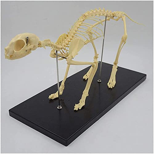 Pädagogisches Modell, Katzen-Skelett-Modell, Standardgröße CAT 40,6 x 22,9 cm. Ein anatomisch genaues Modell des Skeletts, das einen abnehmbaren Schwanz und einen kieferförmigen Schädel hat von iumLeap