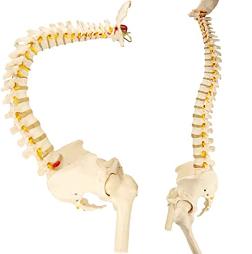 Pädagogisches Modell, menschliche Wirbelsäule, medizinisches Modell, 78 cm, flexibles Rückenmark-Modell mit Ständer, Chiropraktik mit Becken, Rückenmark, Nerven und anatomischen Säulenmodell, von iumLeap