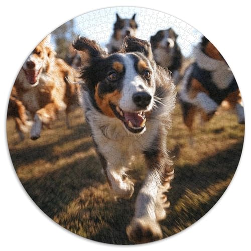 Border Collie. Gebietete Puzzles. Gehirnvergnügung Puzzle 1000 Teile Puzzle Für Erwachsene 1000pcs (67.5x67.5cm) von junsuoxiao