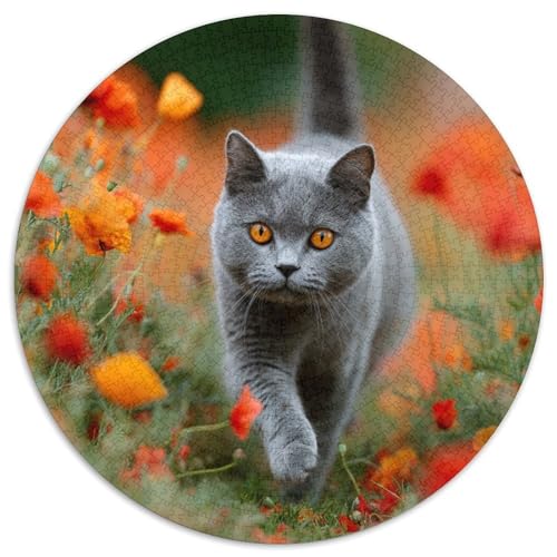 Graue Britisch Kurzhaar 1000pcs (67.5x67.5cm) Puzzles, Die Für Erwachsene Und Personen Ab 14 Jahren Geeignet Sind von kaiyun