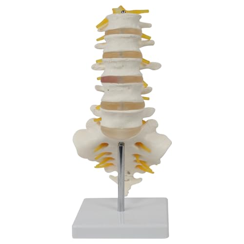 Wirbelsäulenmodell 5pcs/Set mit angeschlossenen Nerven PVC -Simulation Proportionaler Lendenwirbelsäulenmodell Anatomie menschlicher Körper für Lehre, Studium, Forschung menschlicher Körper von klxgMM