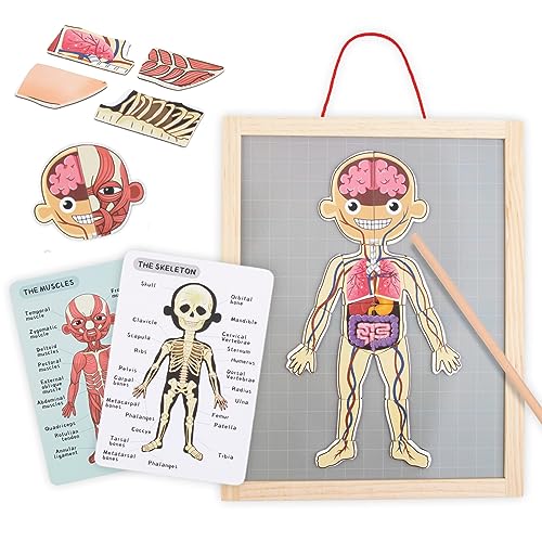 mamabrum Magnetisches Anatomie-Puzzle Set - Menschlicher Körper mit Magnettafel 29,8x39,6cm, 74 Teile, 2 Lernkarten - Skelett, Muskeln, Organe für Kinder von mamabrum