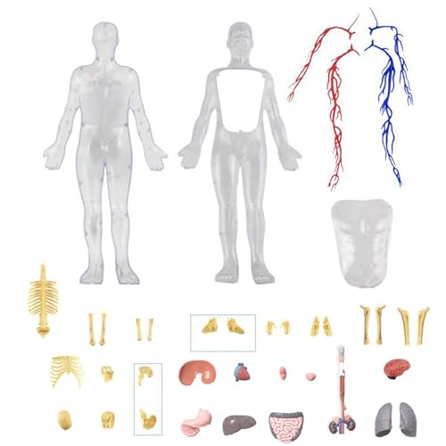 manhegari Menschliches Körpermodell für Kinder, 4D-Skelett, transparentes menschliches Körpermodell, leuchtende Figur, Wohnzimmer, Schlafzimmer, Arbeitszimmer, Schreibtisch-Ornament für Tochter, Sohn manhegari Menschliches Körpermodell für Kinder, 4D-Skelett, transparentes menschliches Körpermodell, leuchtende Figur, Wohnzimmer, Schlafzimmer, Arbeitszimmer, Schreibtisch-Ornament für Tochter, Sohn von manhegari