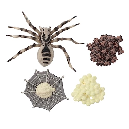 minkissy 1 Satz Tarantula Lebenszyklus Modell Simuliertes Wachstumszyklus für Detailreiche Figur aus Umweltfreundlichem Kunststoff Geeignet für Frühe Bildung und Kreatives Lernen von minkissy