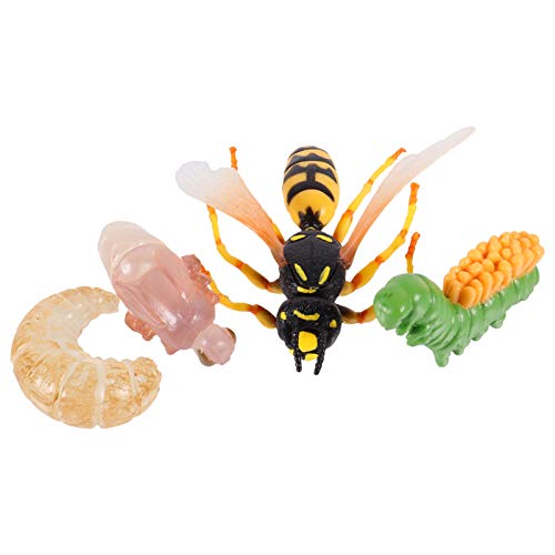 minkissy 1Satz Teiliges Kreatives Insektenwachstumsmodell Simuliertes Wespenmodell für Lernspielzeug zur Kognitiver Fähigkeiten Dekorative Verzierung minkissy 1Satz Teiliges Kreatives Insektenwachstumsmodell Simuliertes Wespenmodell für Lernspielzeug zur Kognitiver Fähigkeiten Dekorative Verzierung von minkissy