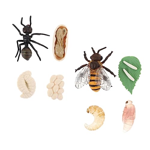 minkissy 2 Sätze Lebenszyklus Figuren Biene und Simulation Pädagogisches Lernspielzeug Biologie Modell Desktop Dekoration Natur Wissenschaft von minkissy