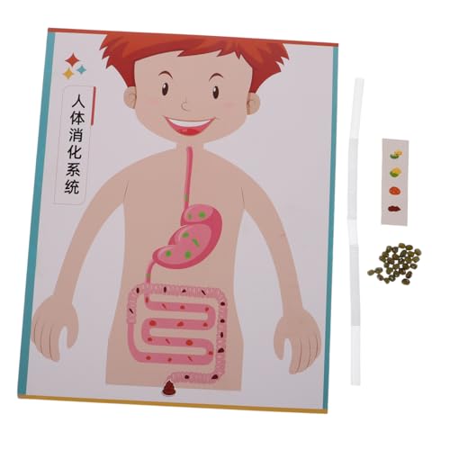 minkissy 4 Sätze Digestive System Model DIY Lernspielzeug für Realistisches Menschliches Interaktives Wissenschaftsexperiment für Vorschule und Grundschule von minkissy