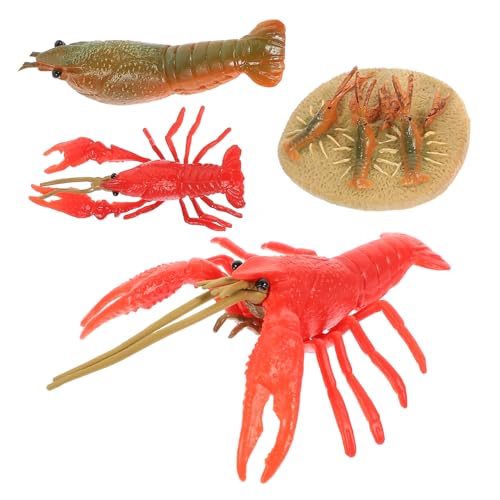 minkissy 4 Stück Teiliges Kunststoff Hummer Wachstumszyklus Modell Pädagogisches Lobster Lernspielzeug für Realistische Tierfiguren zur Kognitiven für Unterricht und von minkissy