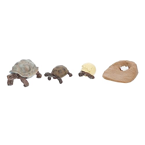 minkissy 4 Stück Teiliges Schildkröten Wachstumszyklus aus Hochwertigem Pädagogische Tierfiguren für Leichtes Langlebiges Wachstumskreislauf Geeignet für Innen und Zufällige Farbe von minkissy