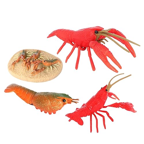 minkissy Crayfish Wachstumszyklus Spielzeugen Simulierte Hummer Modelle für Bildungszwecke Lebendiger Lebenszyklus für Klassenzimmer von minkissy