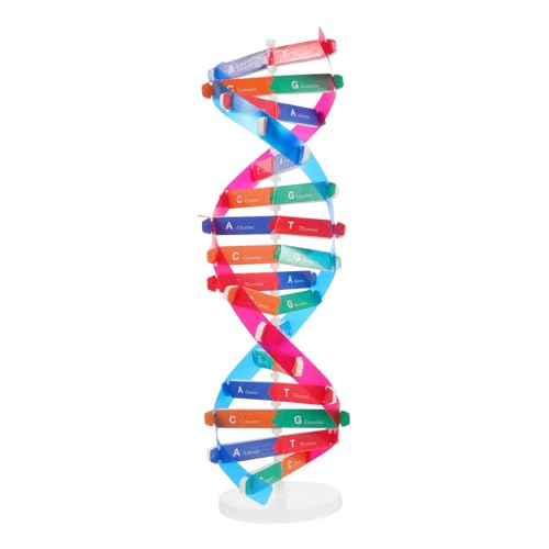 minkissy DNA Modell Doppelhelix Wissenschaftliches Lernspielzeug für Pädagogisches Lehrmittel Biologie Experiment DIY Wissenschaftsspielzeug von minkissy