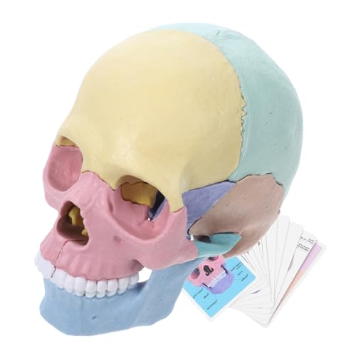 minkissy Kleines Zerlegbares Schädelmodell Anatomisches Human Skull Modell für Stem Bildung Kunst und Medizinisches Lernen Abnehmbar für Schüler und Profi Anwender minkissy Kleines Zerlegbares Schädelmodell Anatomisches Human Skull Modell für Stem Bildung Kunst und Medizinisches Lernen Abnehmbar für Schüler und Profi Anwender von minkissy