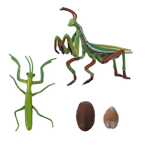 minkissy Lebensechtes Gottesanbeterin Lebenszyklus Modell Pädagogisches Insekten für Frühe Bildung Realistische Wachstumsphasen Figur Robustes Lernspielzeug für Fördert Naturverständnis minkissy Lebensechtes Gottesanbeterin Lebenszyklus Modell Pädagogisches Insekten für Frühe Bildung Realistische Wachstumsphasen Figur Robustes Lernspielzeug für Fördert Naturverständnis von minkissy