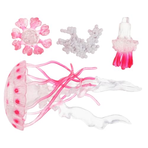 minkissy Lebenszyklus Wasserwesen Meerestiere Figuren für Lernspielzeug Vorschule Interaktives Quallen Wachstumsmodell Sicher Pädagogisch Motorische Fähigkeiten Ocean Kreaturen minkissy Lebenszyklus Wasserwesen Meerestiere Figuren für Lernspielzeug Vorschule Interaktives Quallen Wachstumsmodell Sicher Pädagogisch Motorische Fähigkeiten Ocean Kreaturen von minkissy