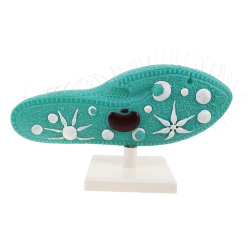 minkissy Paramecium Modell mit Ständer Realistische Protozoen Struktur für Biologieunterricht Mittlere Schule Labor Experimente Mikroskopisches Lebewesen Lehrmittel minkissy Paramecium Modell mit Ständer Realistische Protozoen Struktur für Biologieunterricht Mittlere Schule Labor Experimente Mikroskopisches Lebewesen Lehrmittel von minkissy