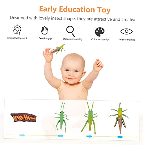 minkissy Realistisches Lebenszyklus Modell mit Handbemalten Garten Insekten Einzigartige Wachstumszyklus Spielzeuge für Dekorative Lernmodelle für Naturerkundung und Sammler von minkissy